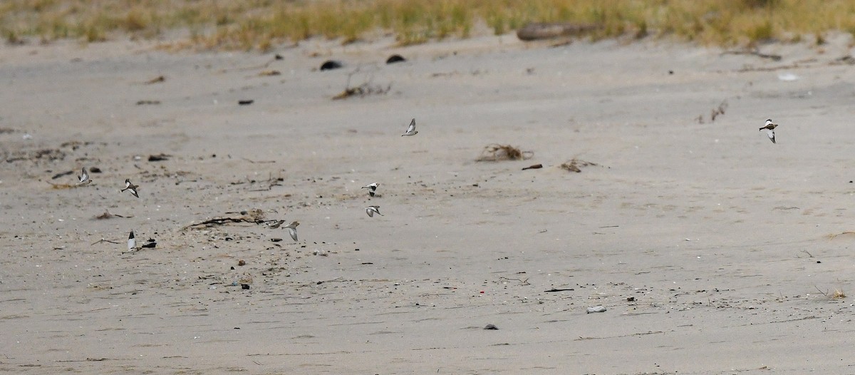 Snow Bunting - ML646213769