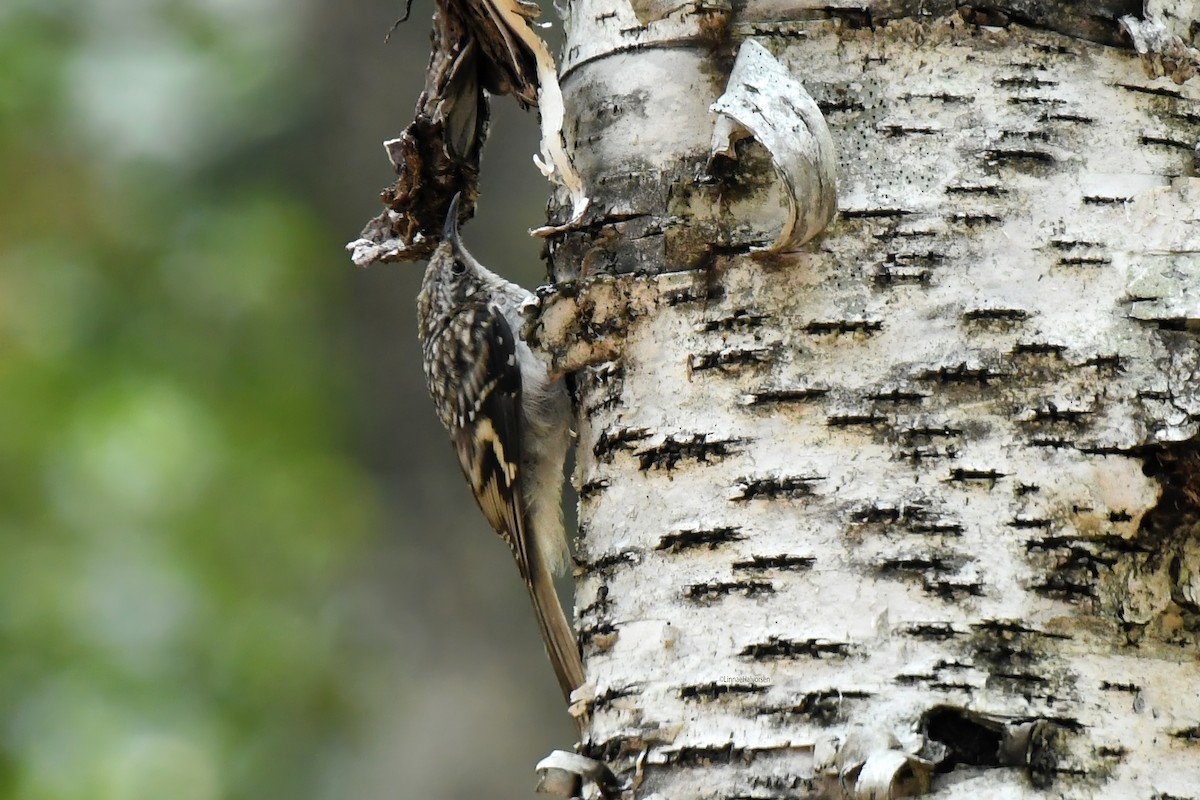 Brown Creeper - ML646213785