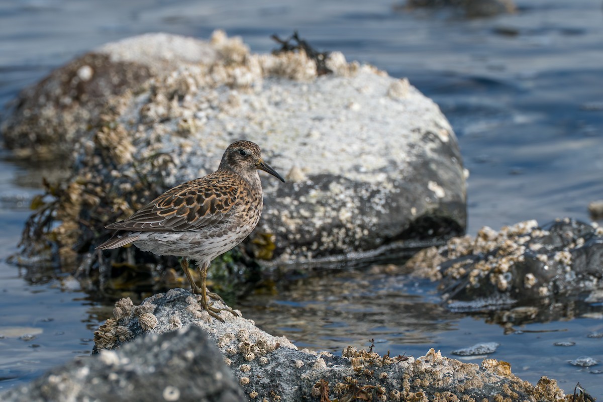 Rock Sandpiper (Aleutian) - ML646213808