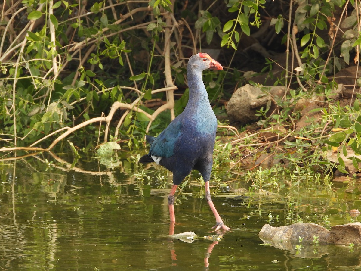 Uroilo urdin burugrisa - ML646213809