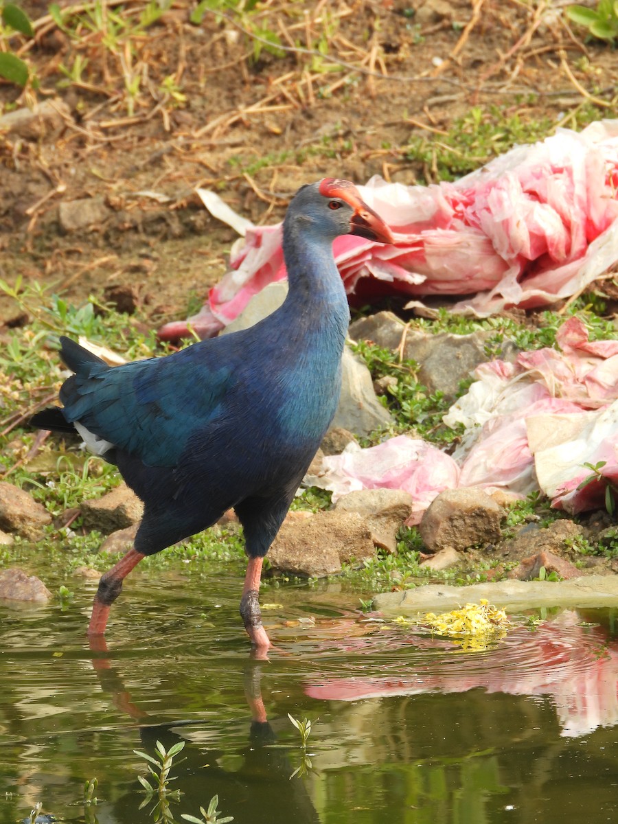 Uroilo urdin burugrisa - ML646213810