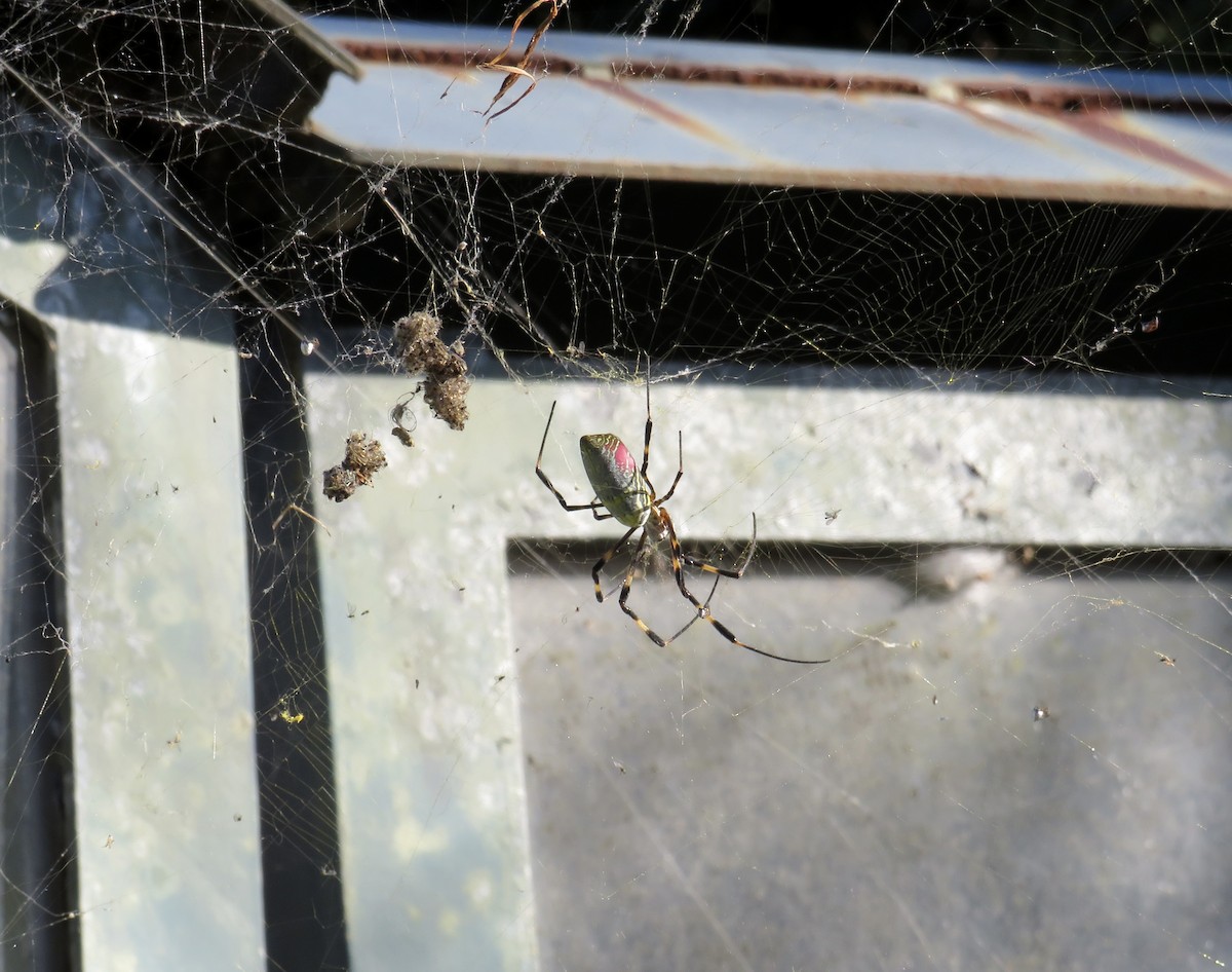 Orbweavers - ML646213811