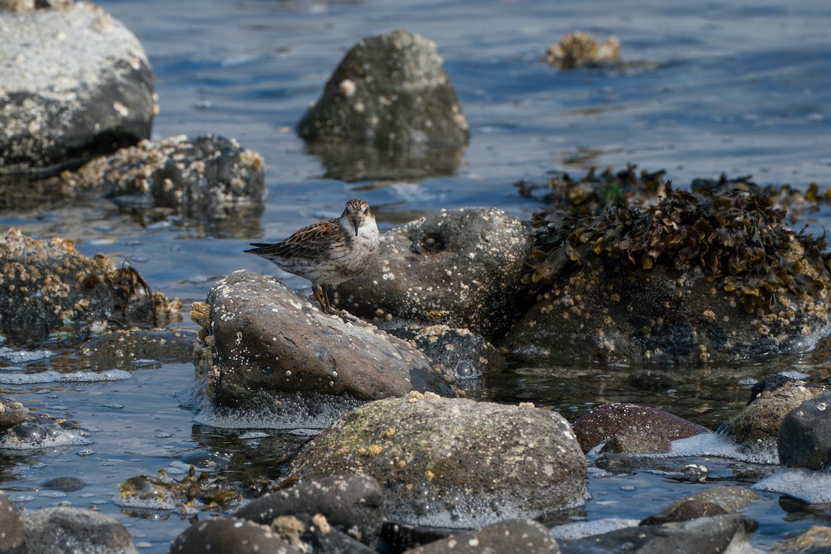 Rock Sandpiper (Aleutian) - ML646213813