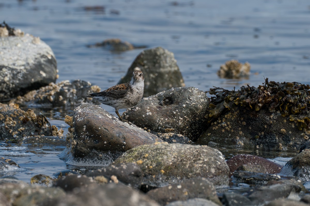 Rock Sandpiper (Aleutian) - ML646213814