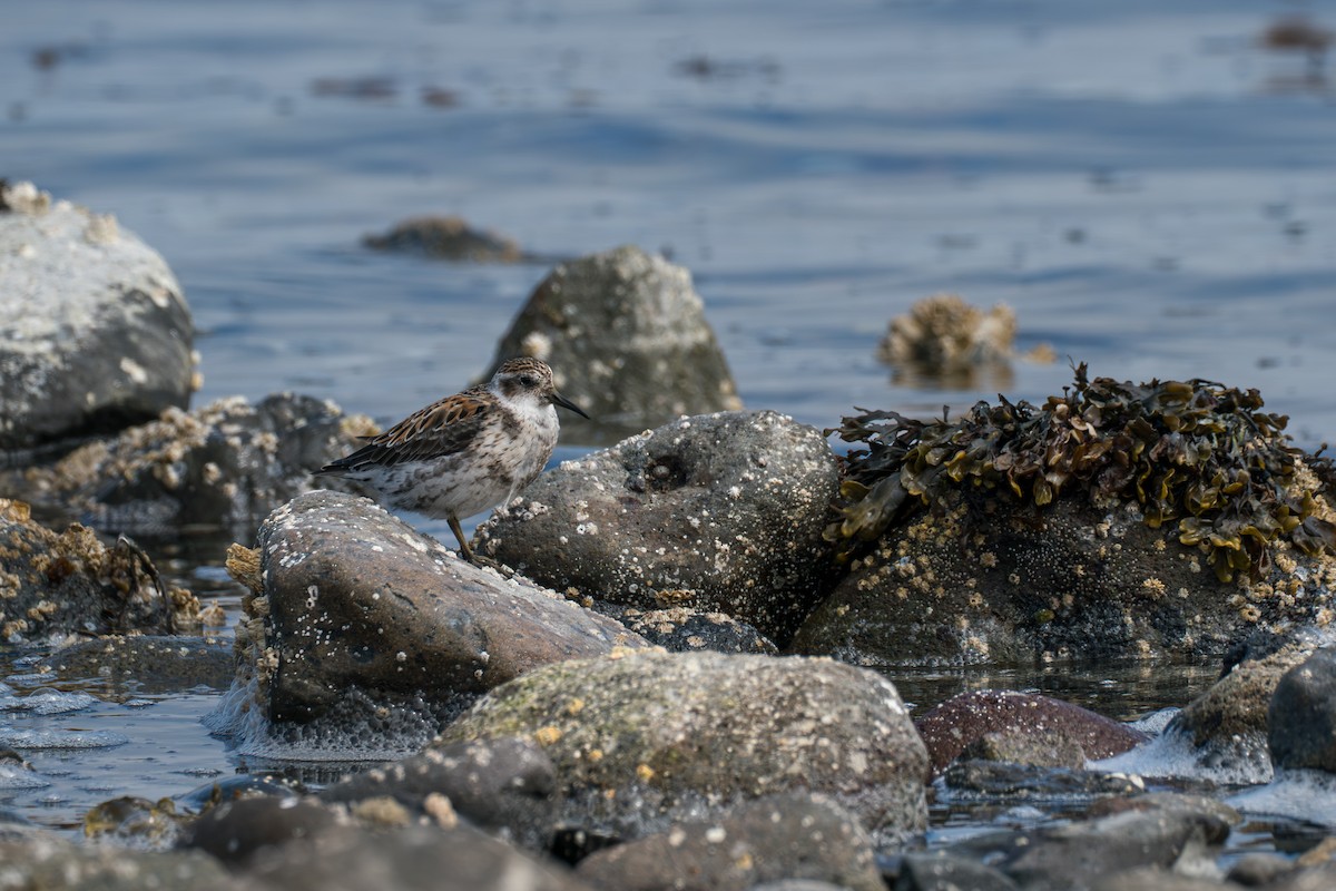 Rock Sandpiper (Aleutian) - ML646213815