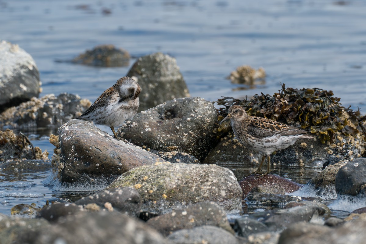 Rock Sandpiper (Aleutian) - ML646213816