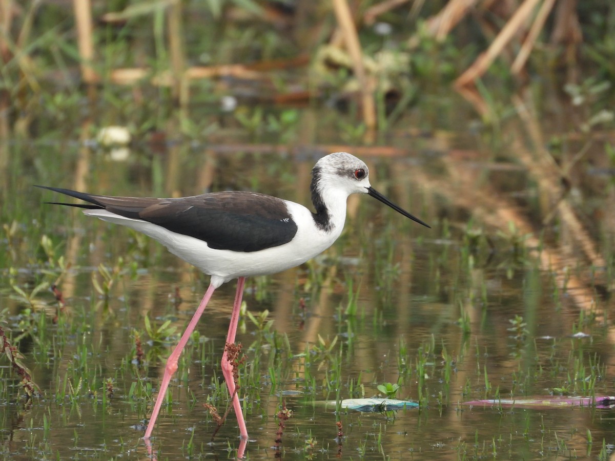Black-winged Stilt - ML646213830