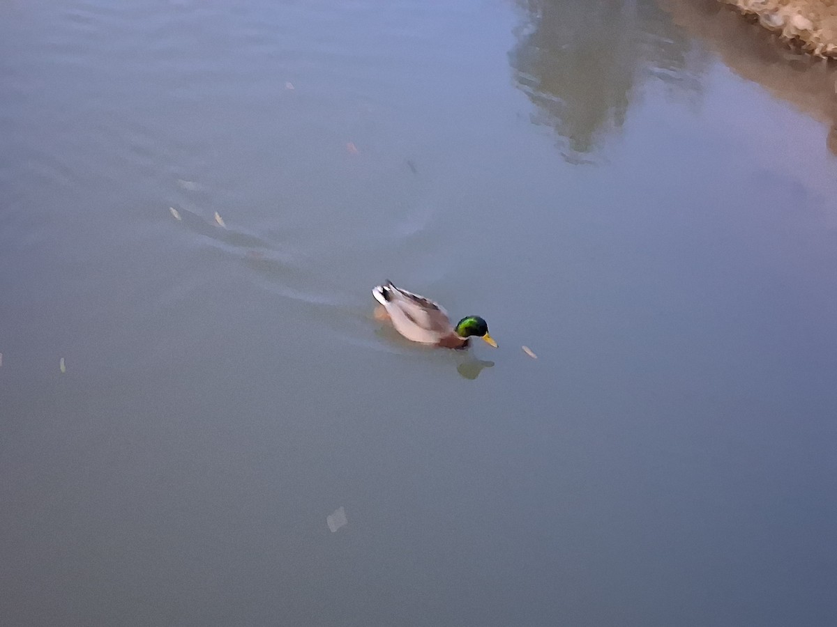 Mallard (Domestic type) - ML646213836