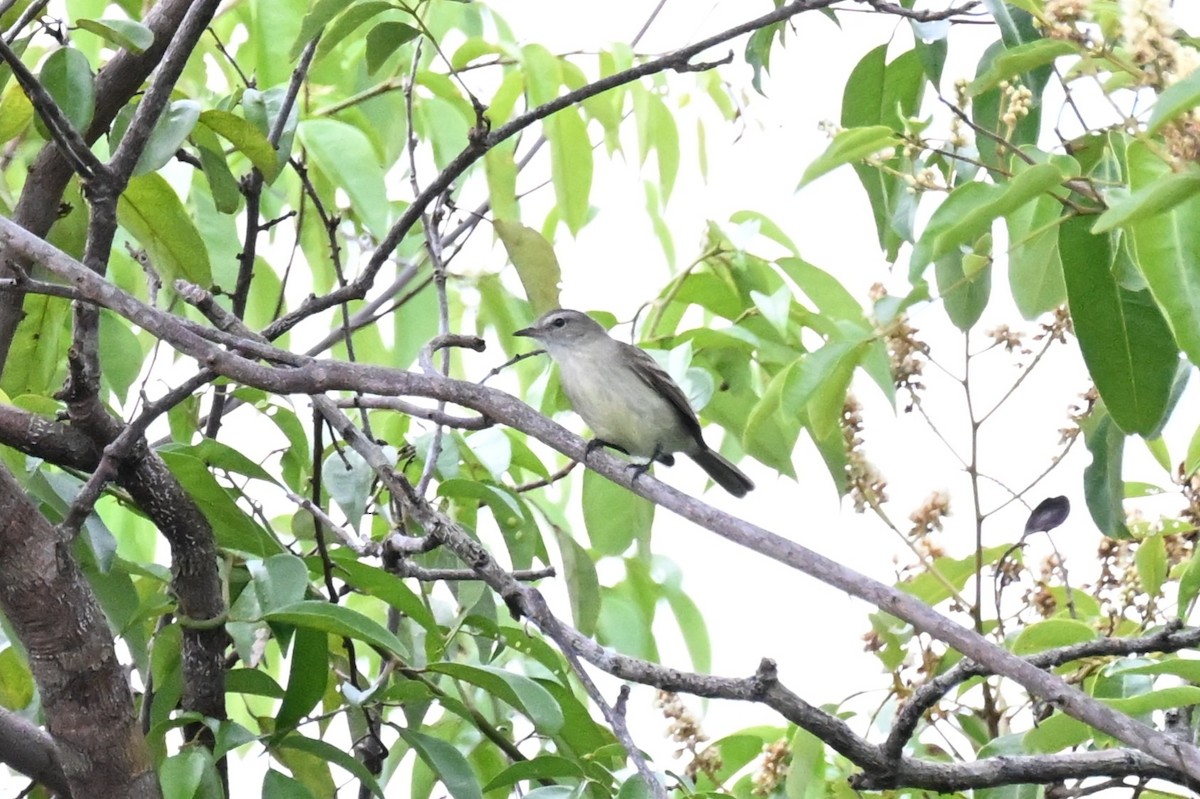 Mouse-colored Tyrannulet (Northern) - ML646213841