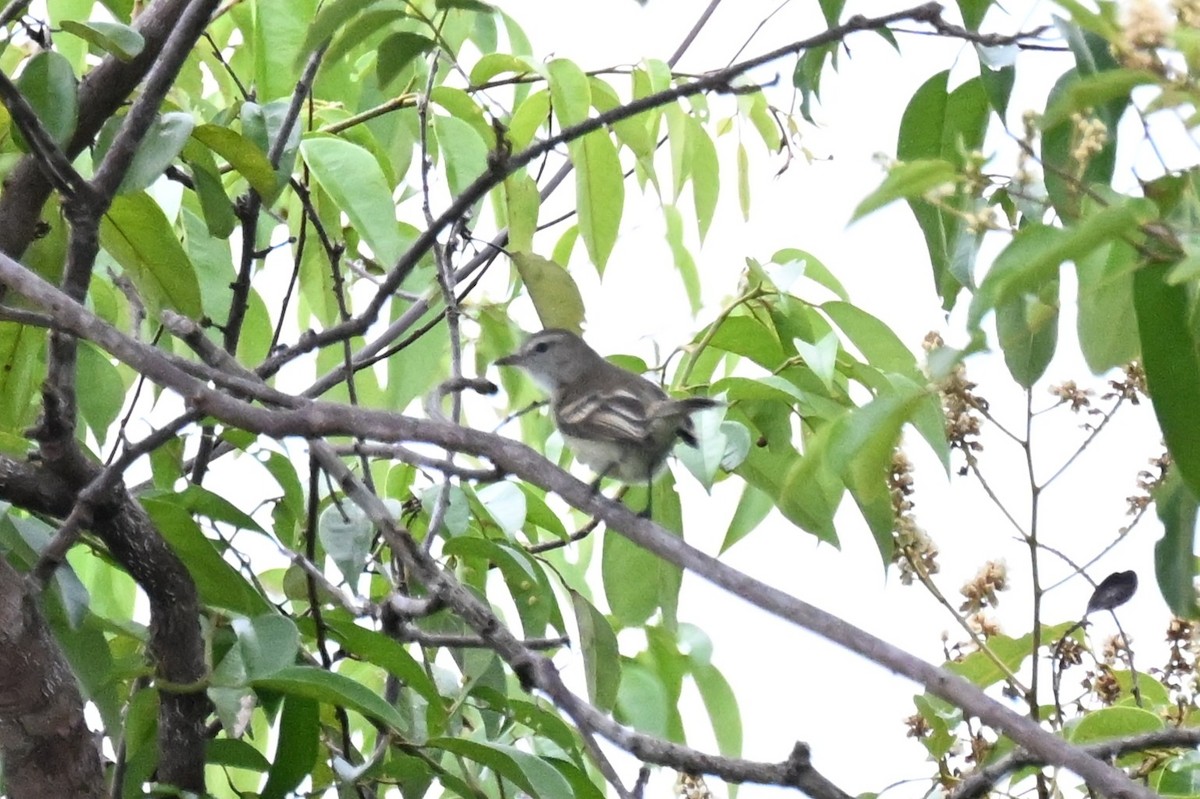 Mouse-colored Tyrannulet (Northern) - ML646213842