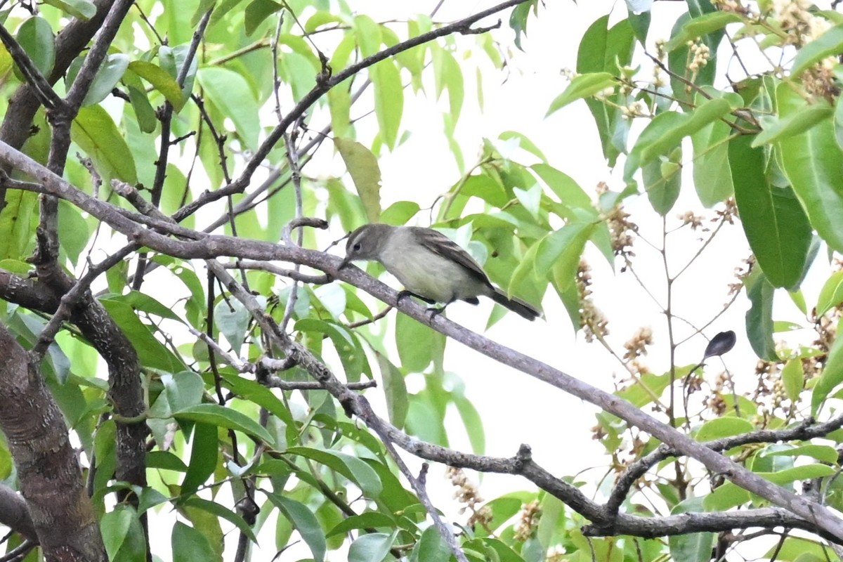 Mouse-colored Tyrannulet (Northern) - ML646213843