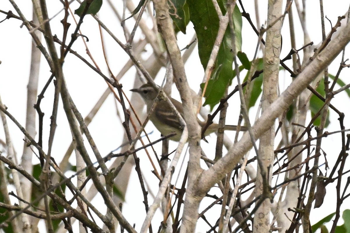 Mouse-colored Tyrannulet (Northern) - ML646213844