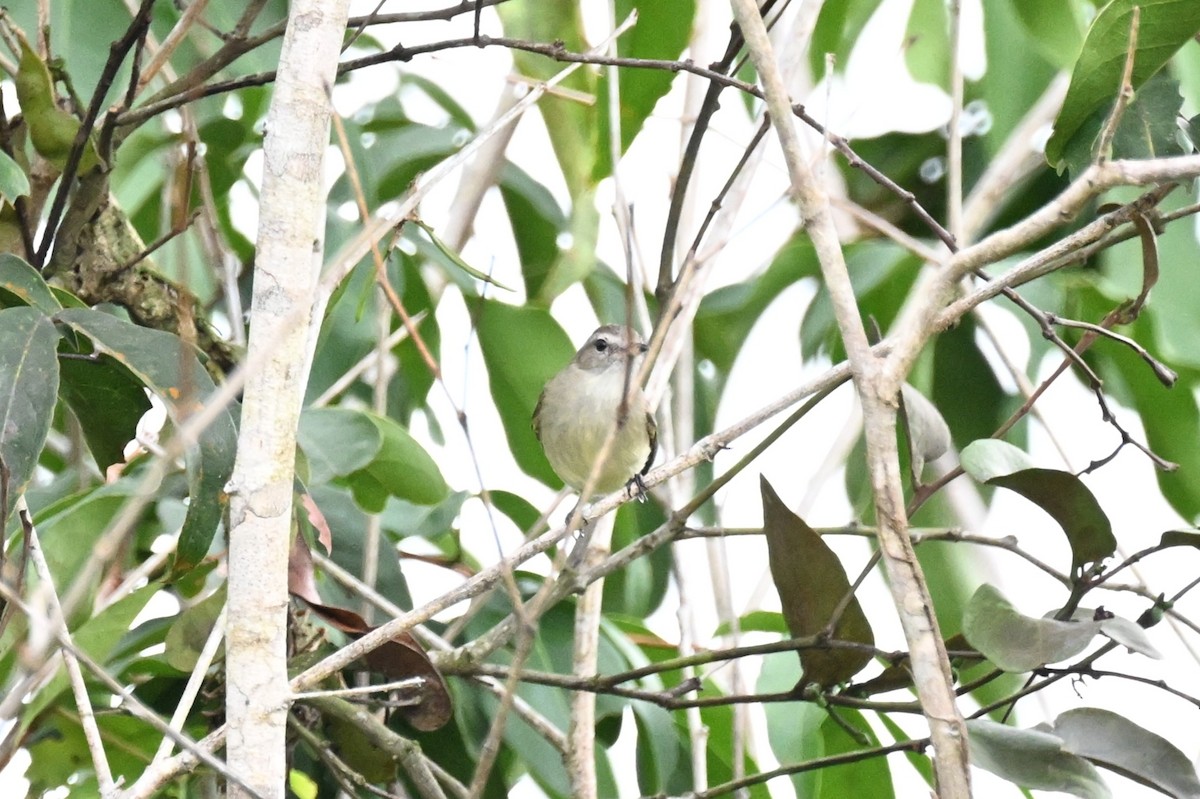Mouse-colored Tyrannulet (Northern) - ML646213845
