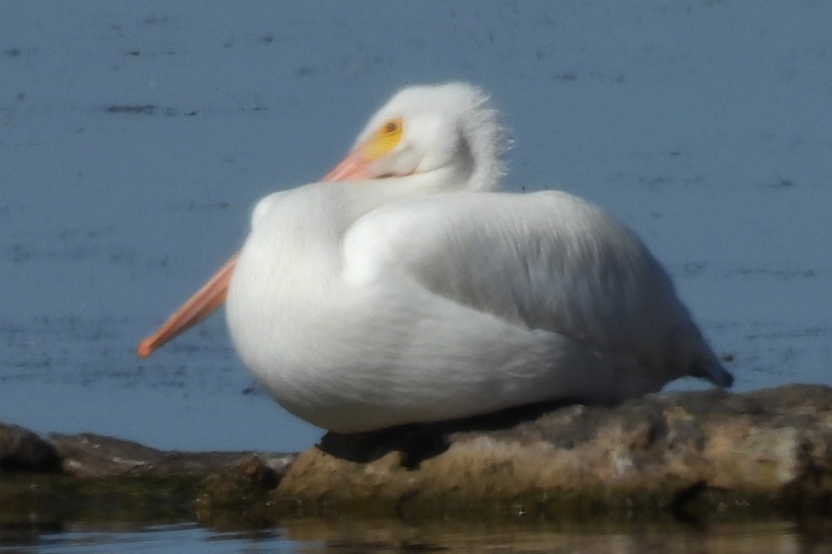 Amerika Pelikanı - ML646213846