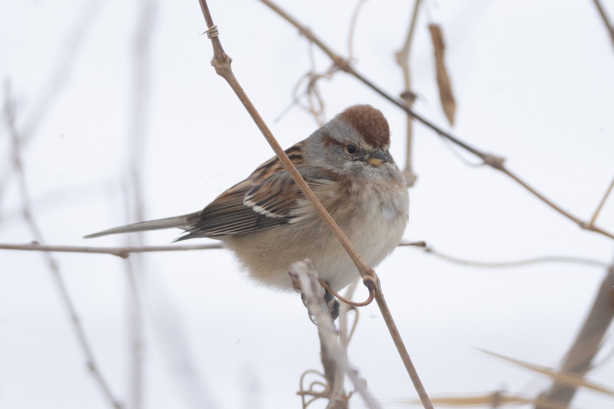 Hudson Körfezi Serçesi - ML646213851