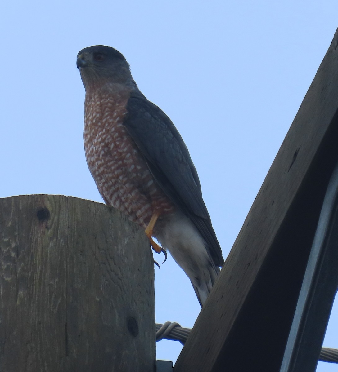 Cooper's Hawk - ML646213855