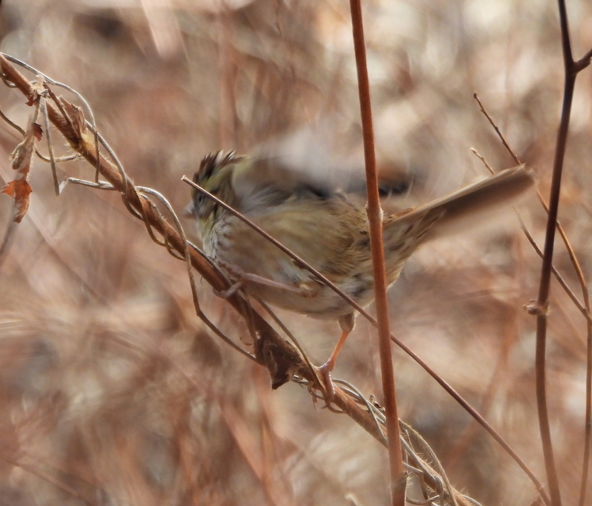 Swamp Sparrow - ML646213862