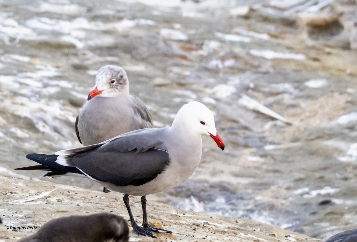 Gaviota Mexicana - ML646213887