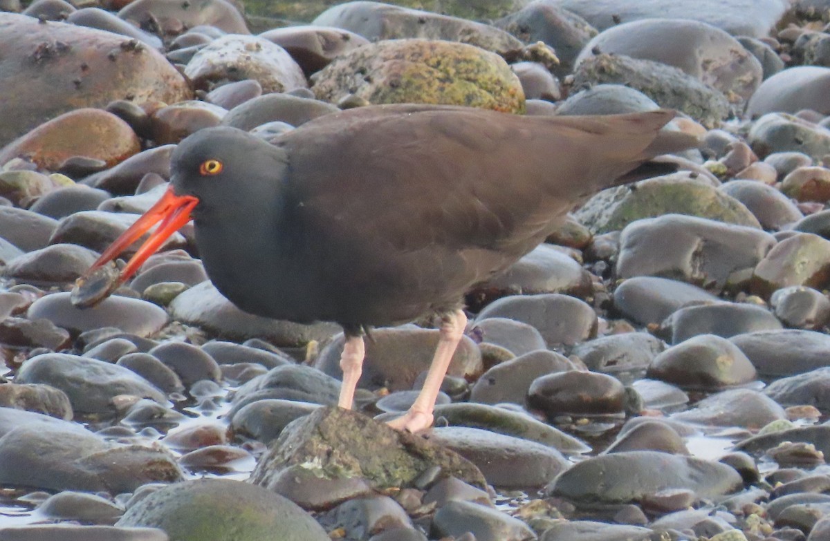 Black Oystercatcher - ML646213888