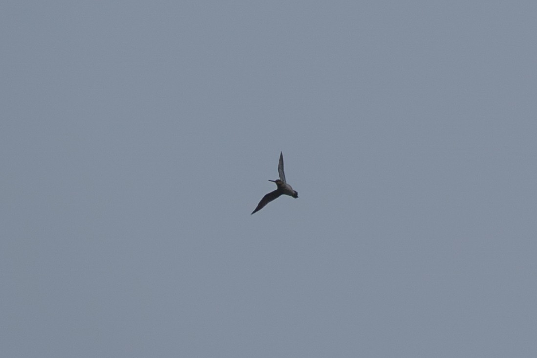 חרטומית ביצות - ML646213906