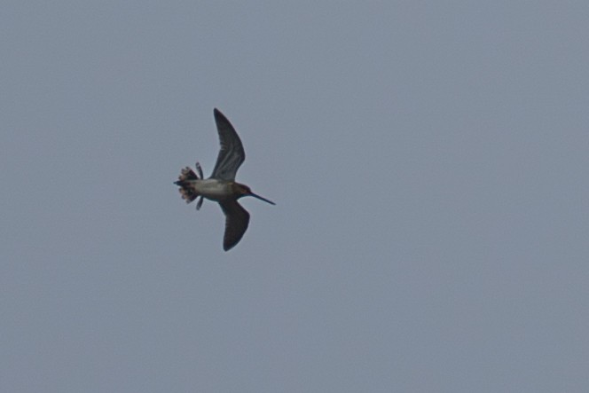 חרטומית ביצות - ML646213908