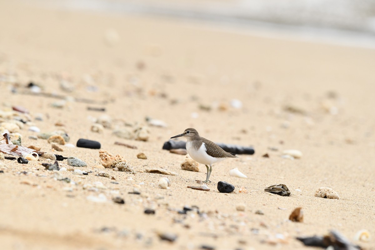 Common Sandpiper - ML646213911