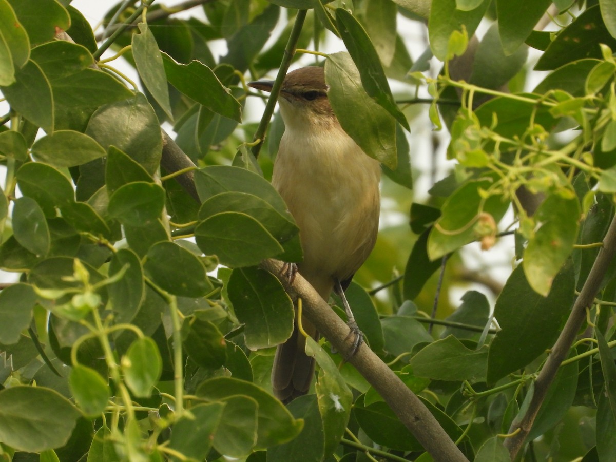 Clamorous Reed Warbler - ML646213953