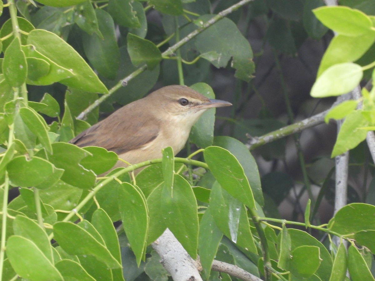 Clamorous Reed Warbler - ML646213955