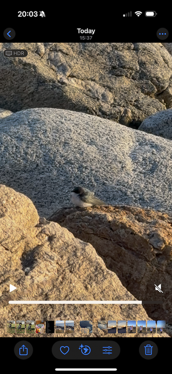 Tree Swallow - ML646213971