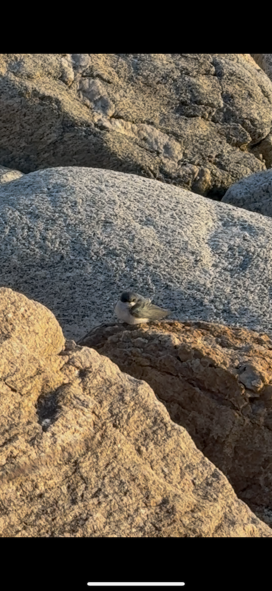 Tree Swallow - ML646213972