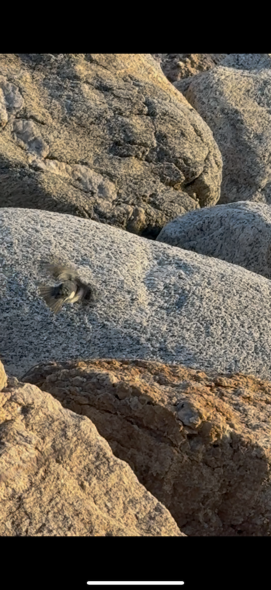 Tree Swallow - ML646213973