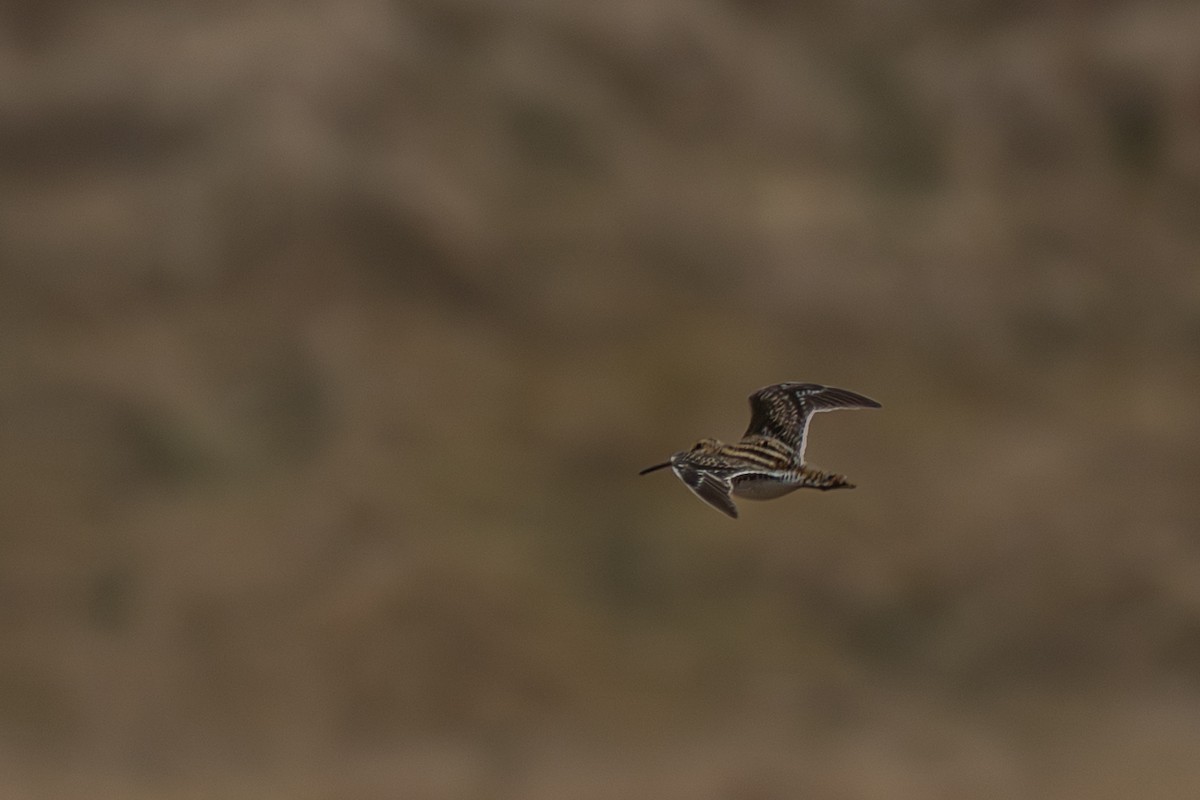 חרטומית ביצות - ML646213978