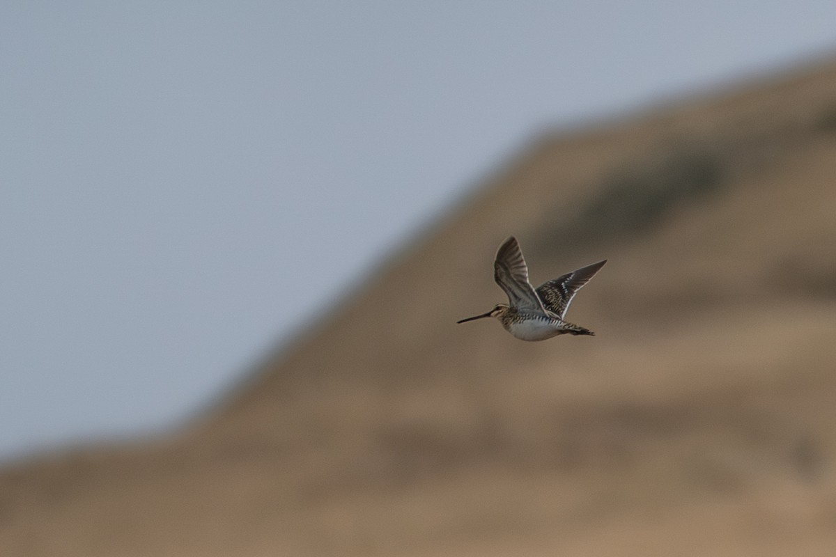חרטומית ביצות - ML646213979