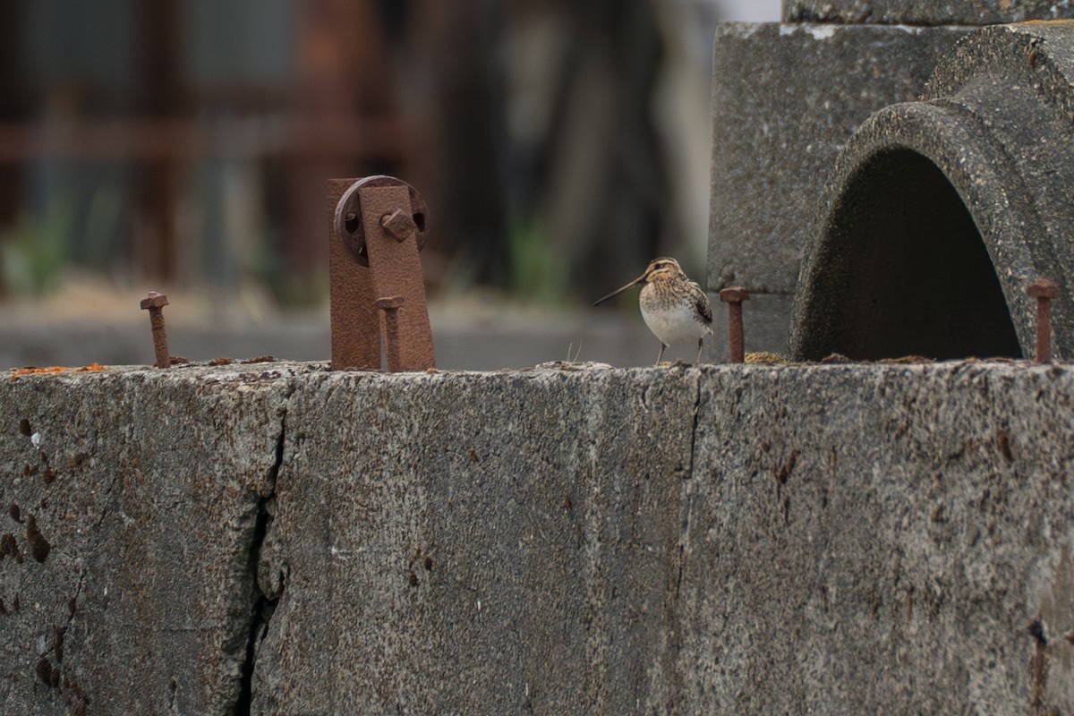 חרטומית ביצות - ML646213980