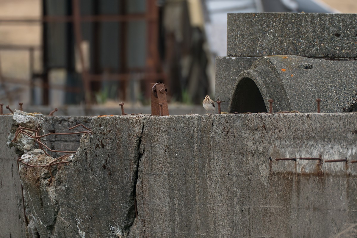 חרטומית ביצות - ML646213982