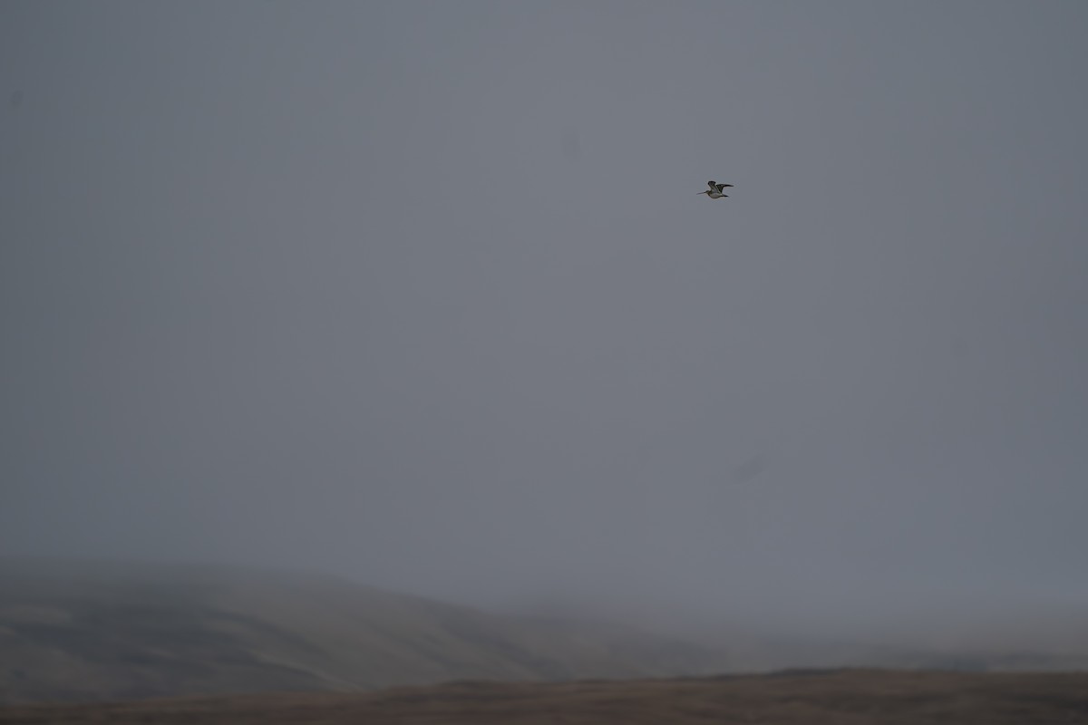 חרטומית ביצות - ML646213983