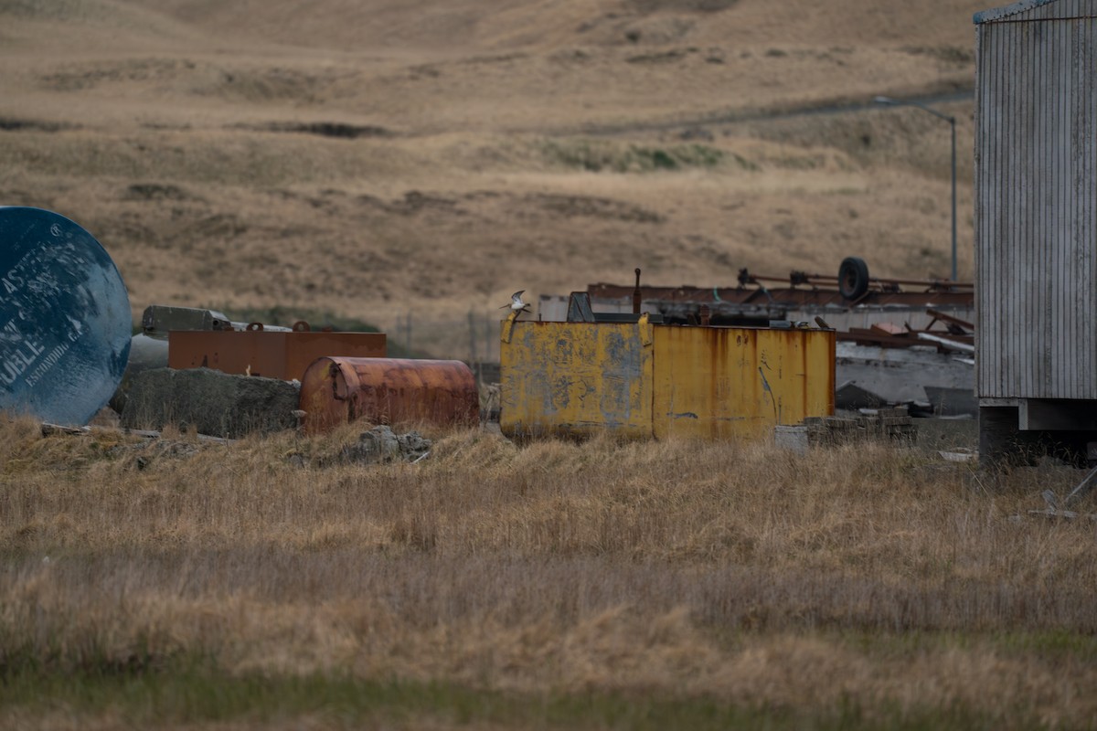 חרטומית ביצות - ML646213984