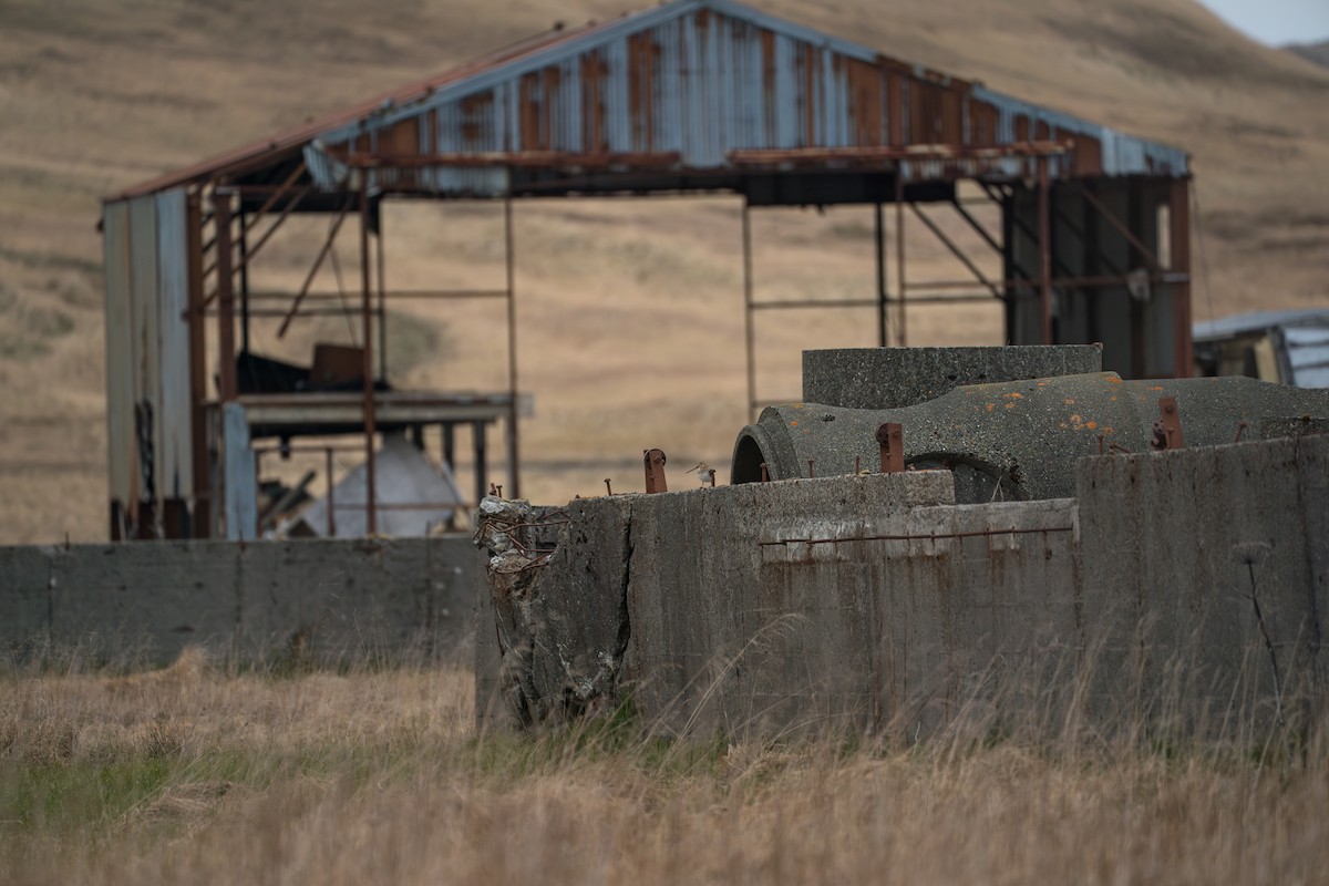 חרטומית ביצות - ML646213985