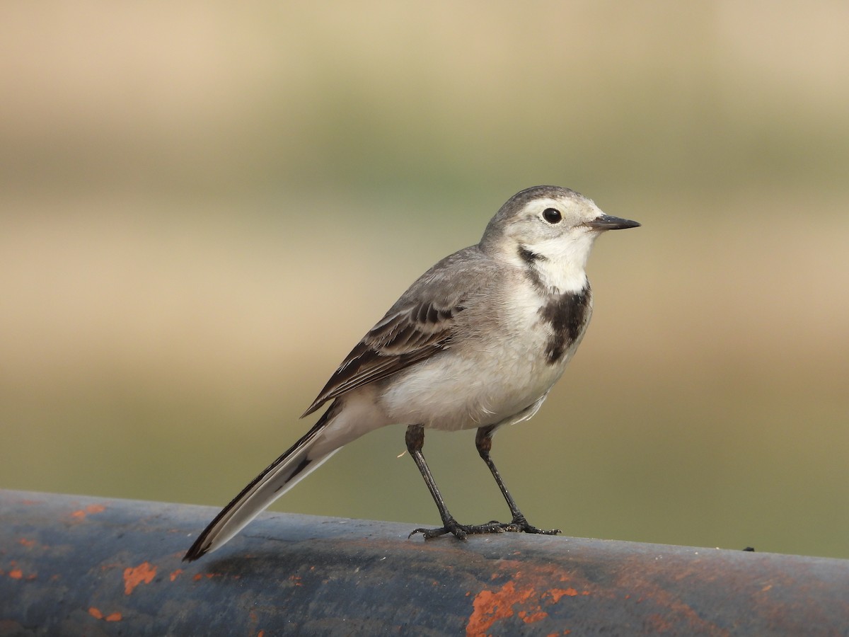 White Wagtail - ML646213989