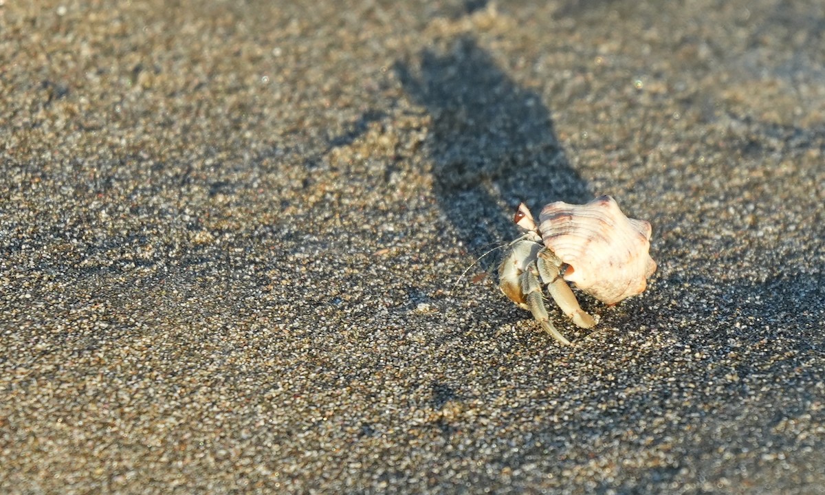 Animals - ML646213993