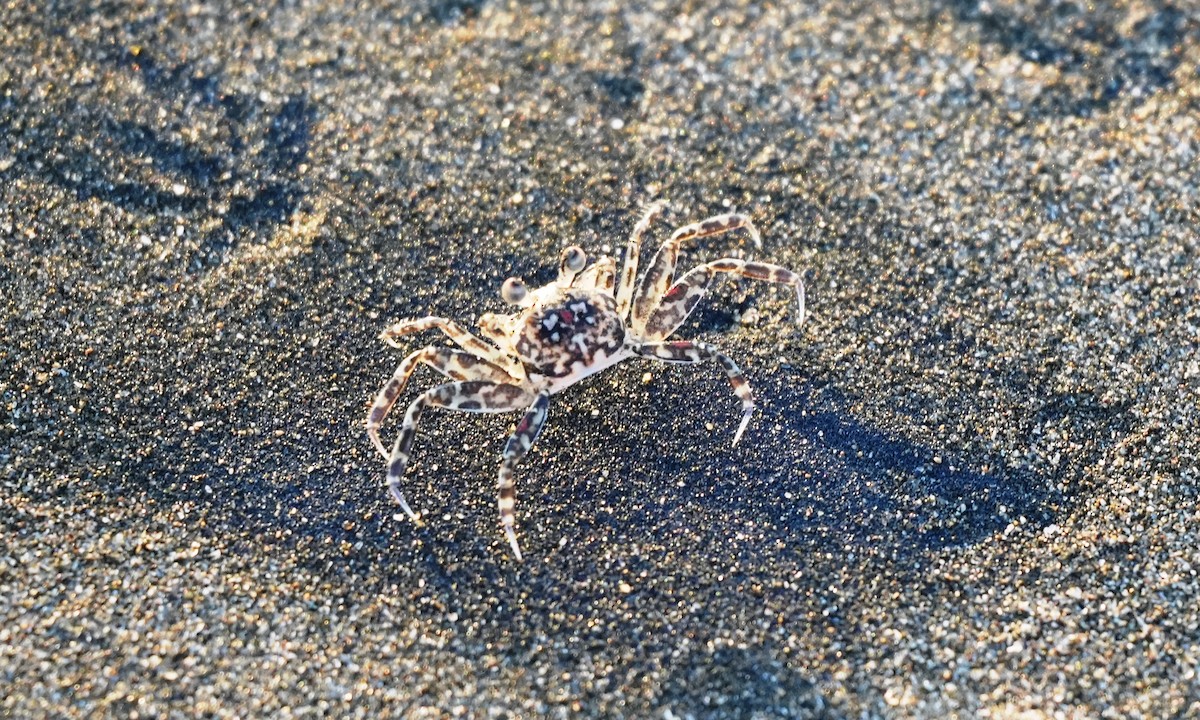 Animals - ML646213994