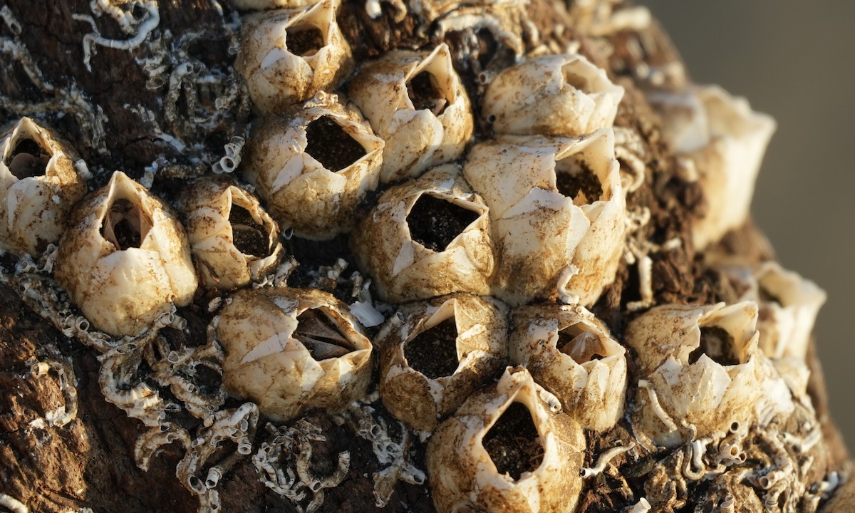 Animals - ML646213995