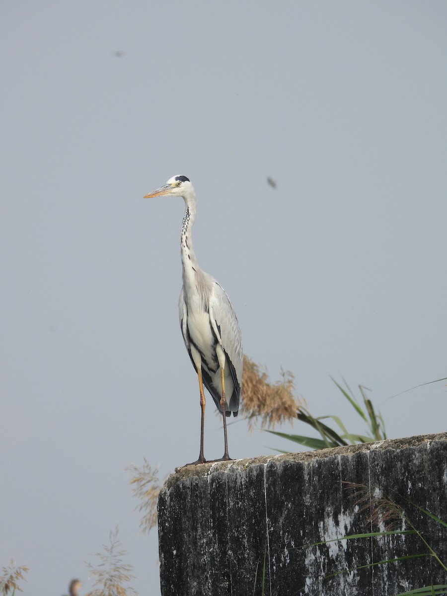 Gray Heron - ML646213998