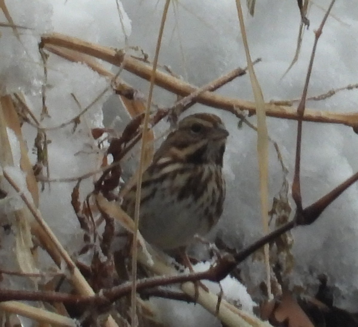 Song Sparrow - ML646214001