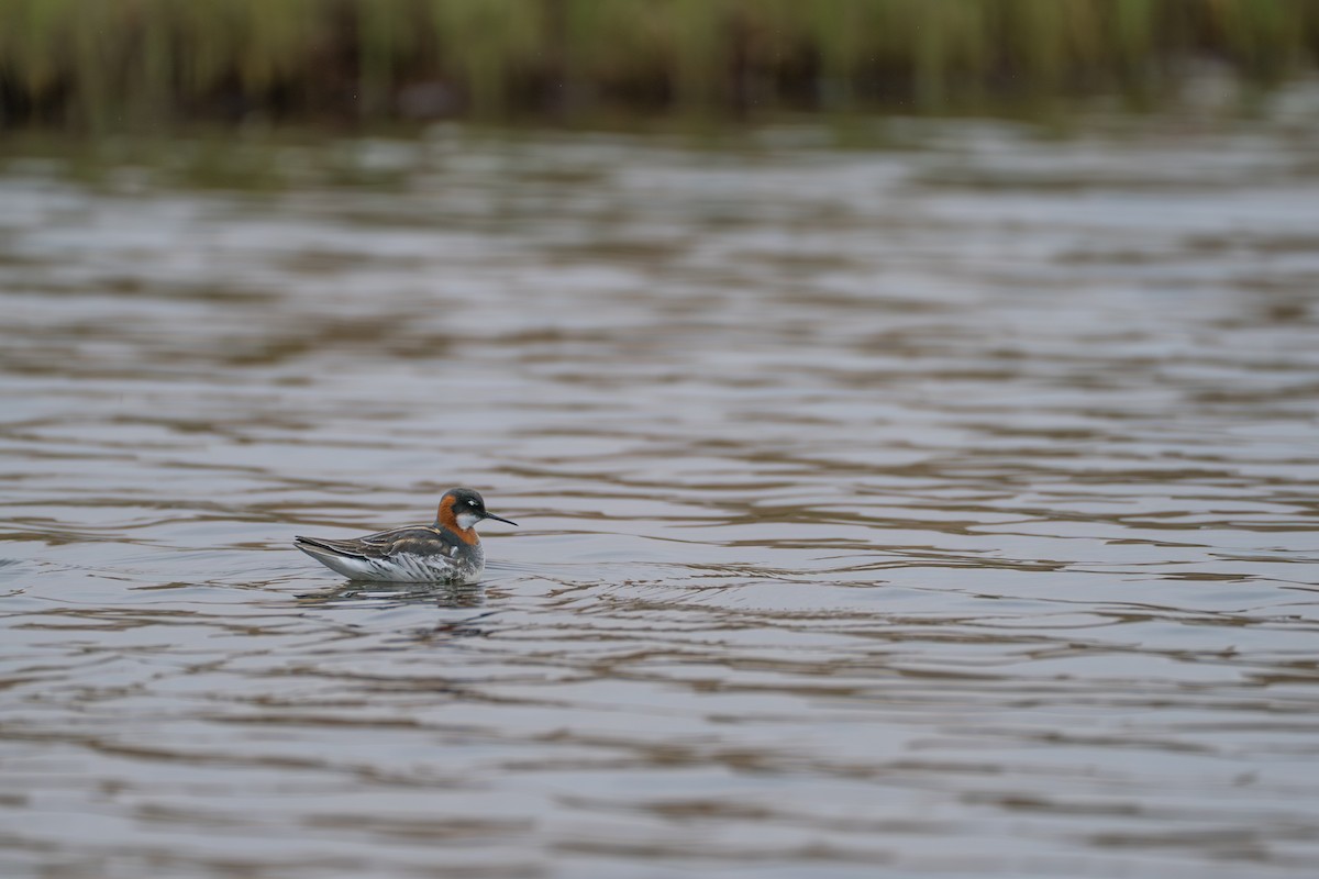 Red-necked Phalarope - ML646214003