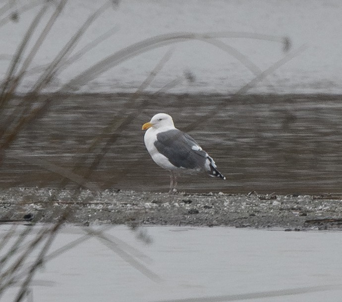 Western Gull - ML646214006
