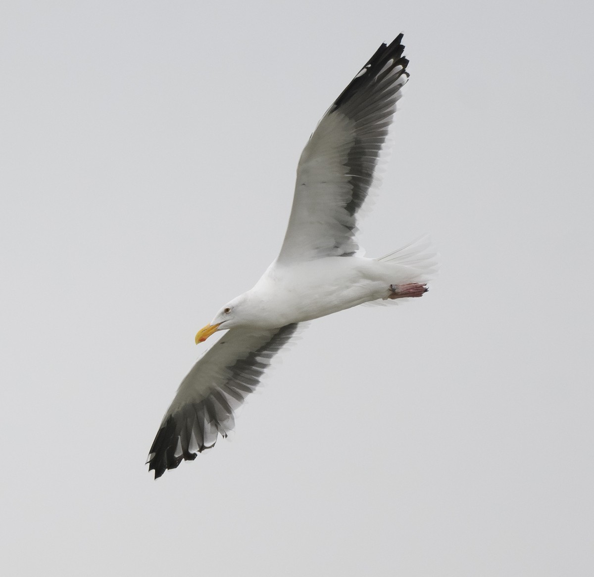 Western Gull - ML646214009