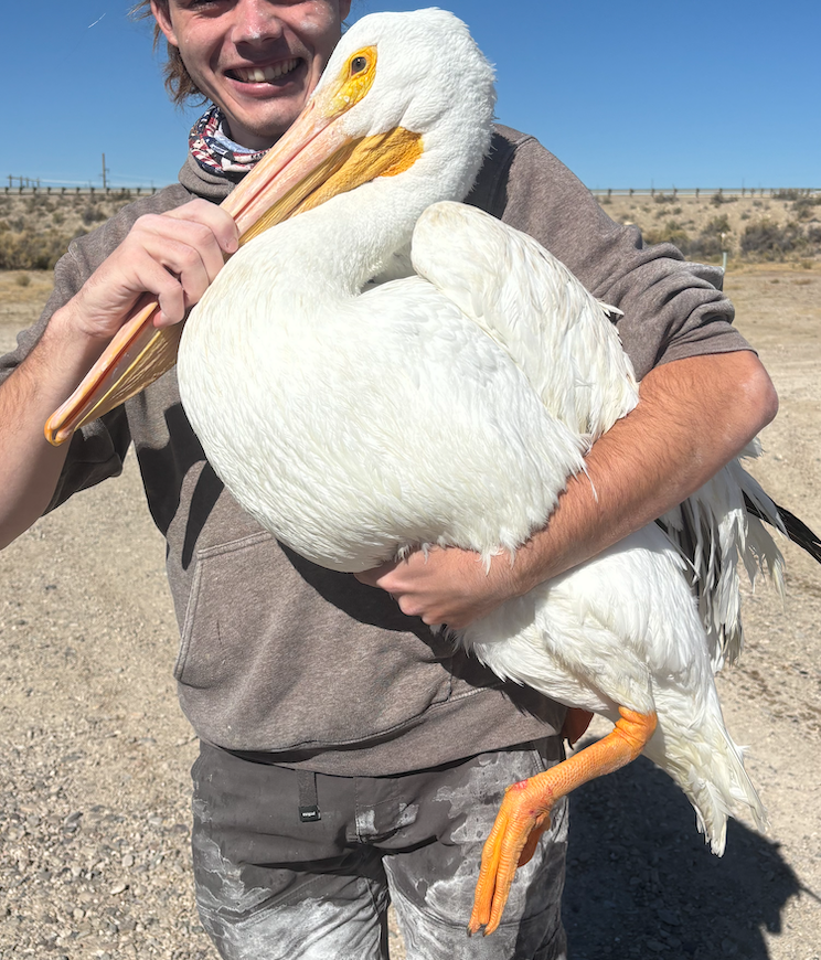 Amerika Pelikanı - ML646214017