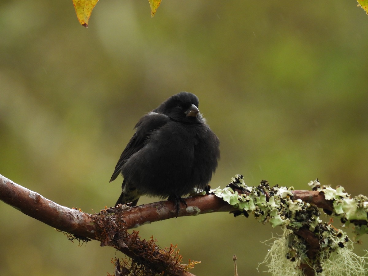 Medium Ground-Finch - ML646214019