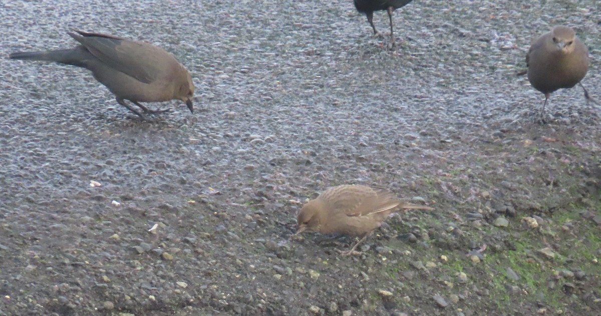 Коровий трупиал, буроголовый желтушник - ML646214020